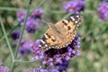 Purpletop vervain Verbena bonariensis, with Comma butterfly Polygonia c-album